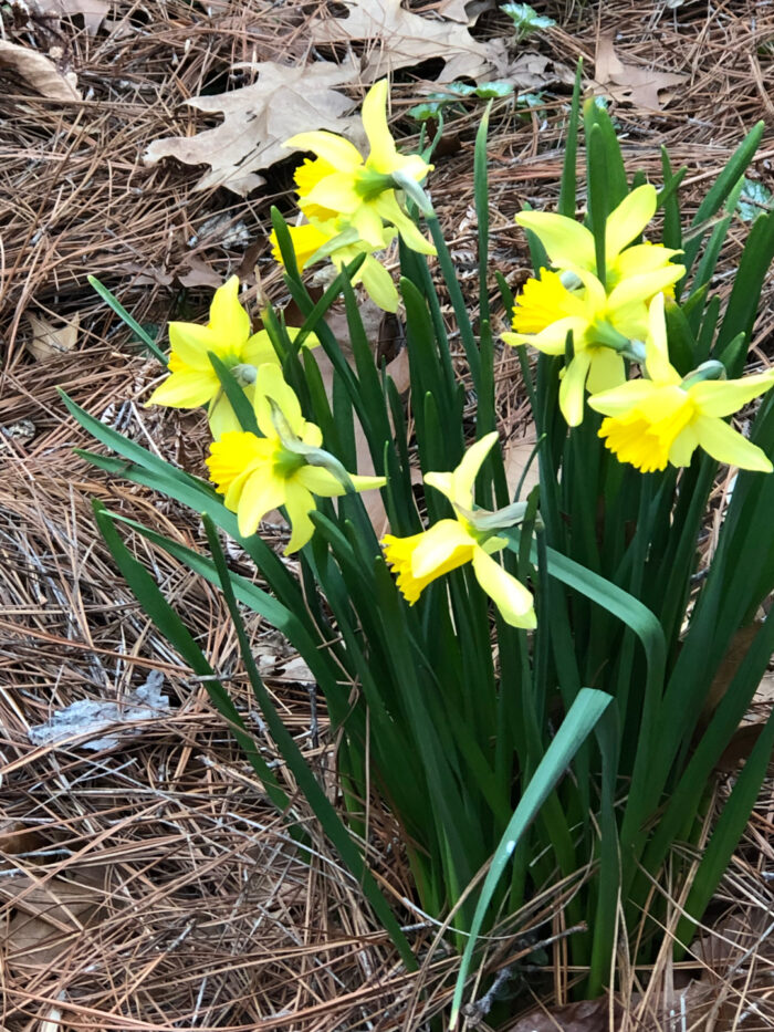 clump of bright yellow daffodils