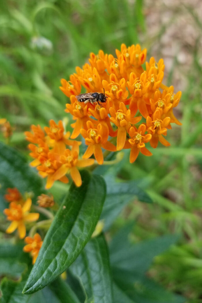 Episode 108: Problem-Solving Perennials - Fine Gardening