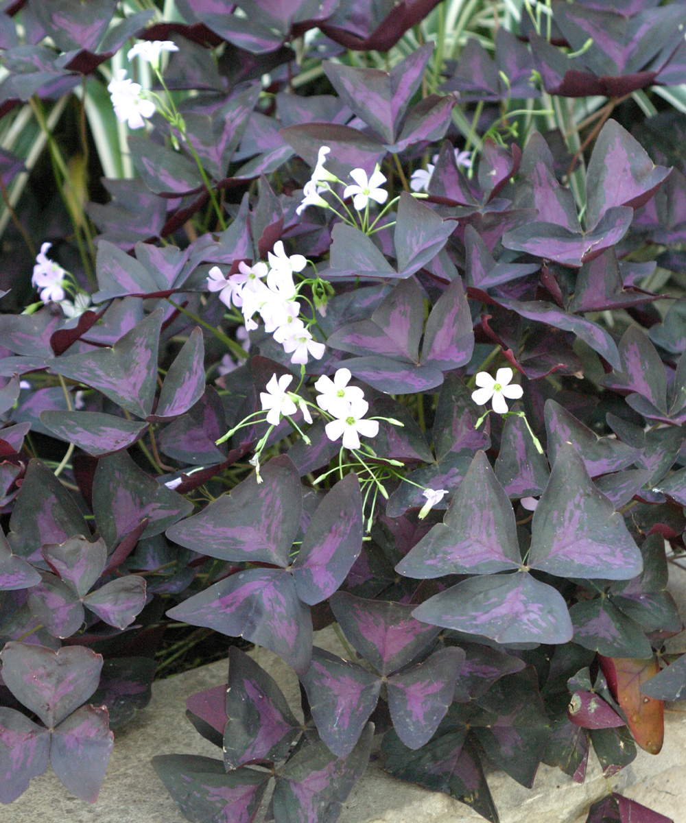 purple shamrock blooms