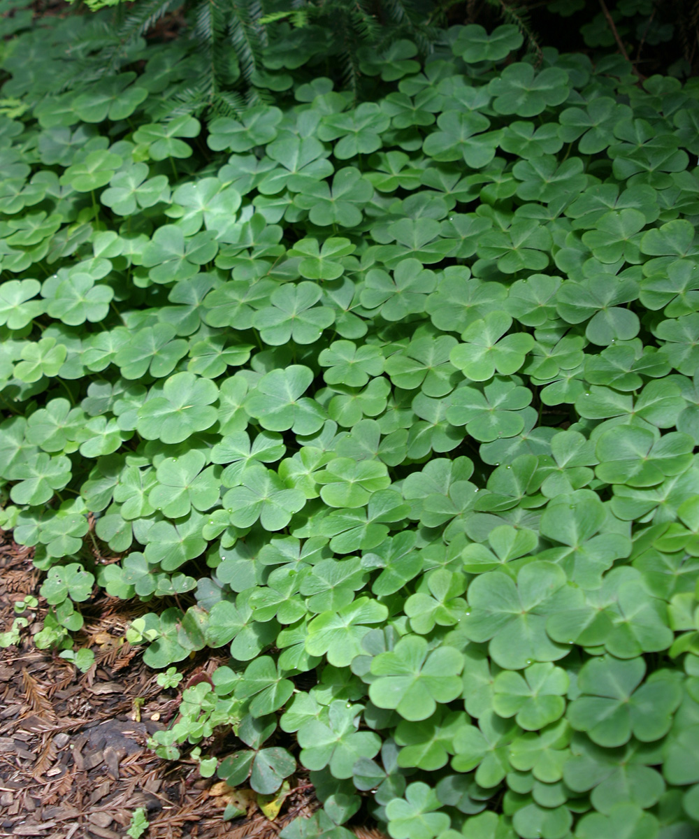 Growing Lucky Clover in your Garden, Plant History