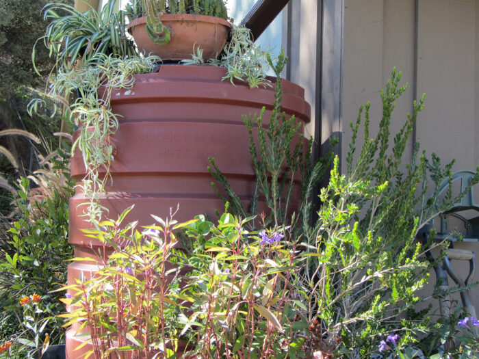 garden on and around a rain barrel