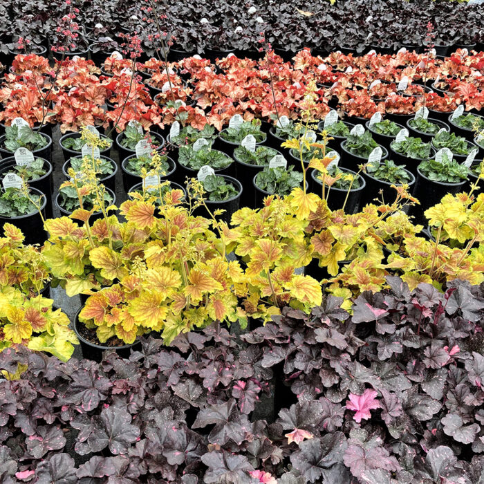 Heucheras in a variety of colors