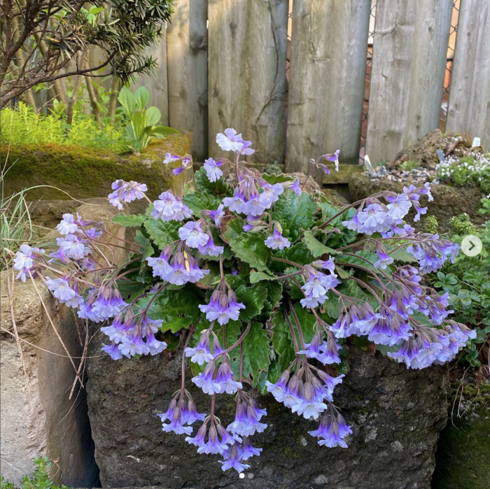 plant with nodding light purple flowers