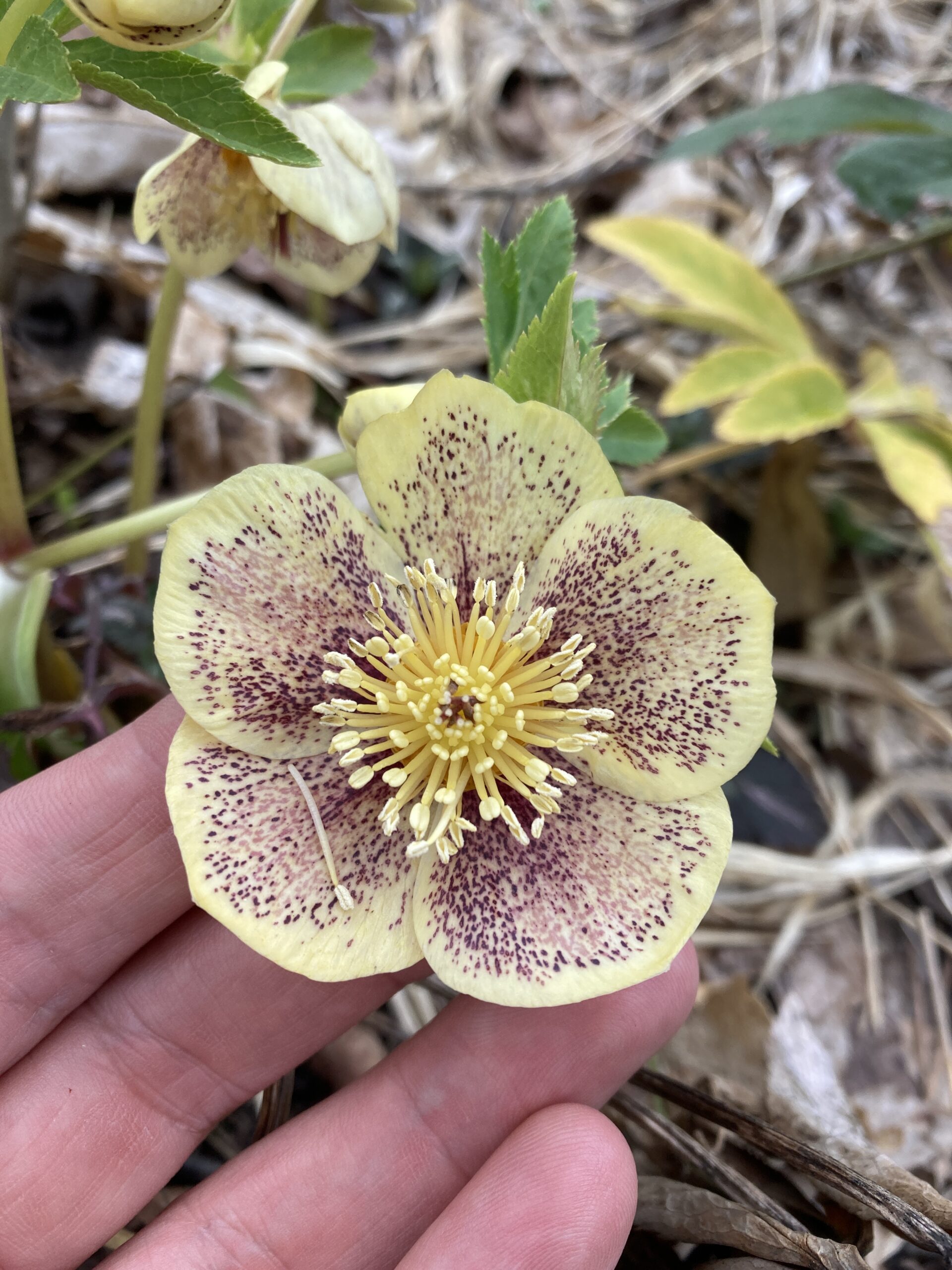 light yellow hellebore with purple speckles