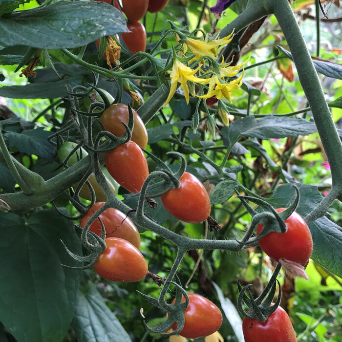 cherry tomatoes