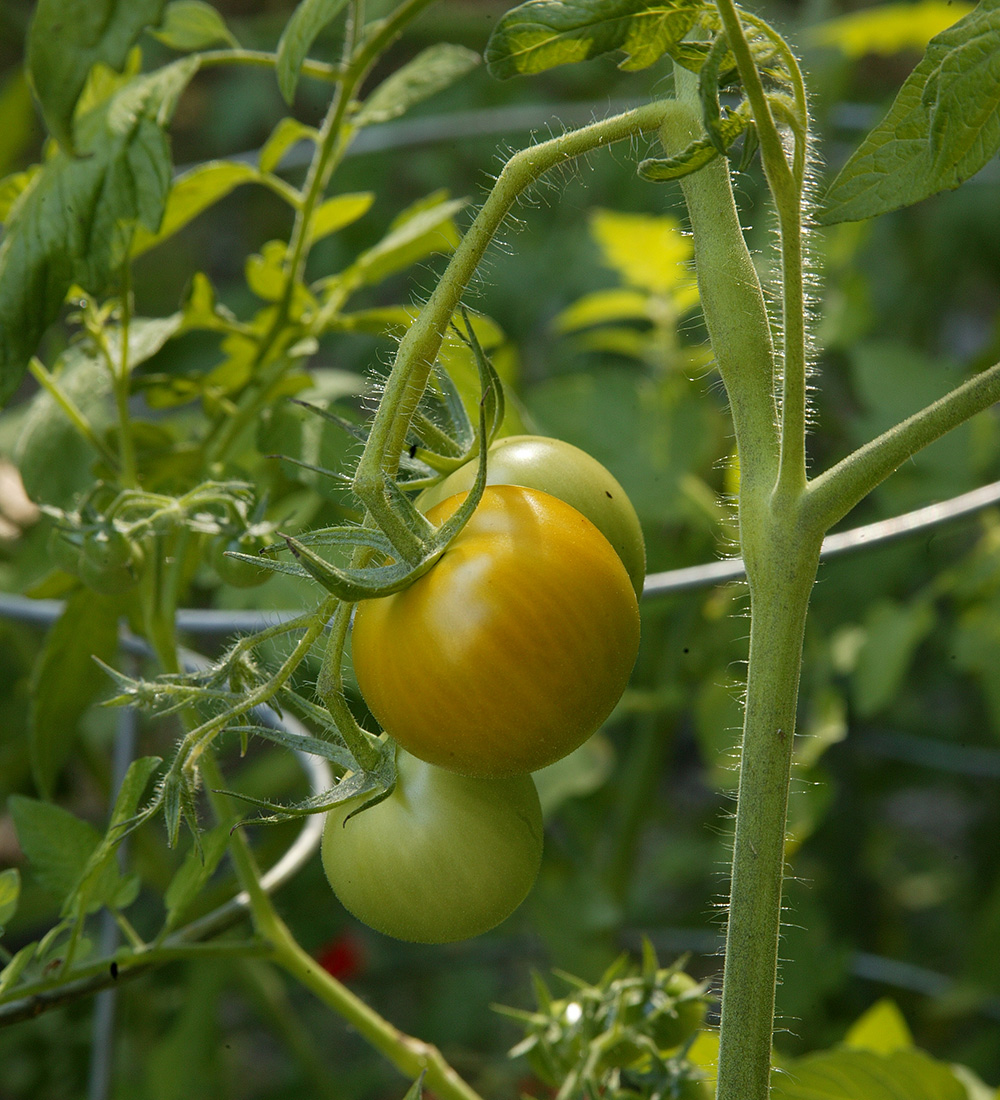 Tips to Grow Better Cherry Tomatoes in Northern California - FineGardening