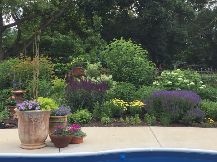 poolside garden in full bloom