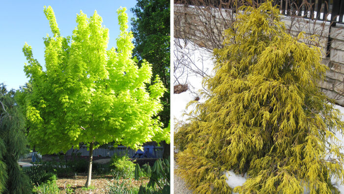 golden woody plants