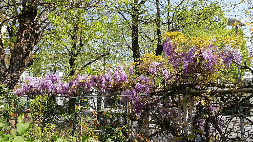 Wisteria Tree