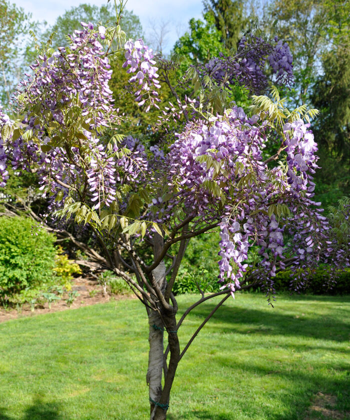 wisteria trained in tree form