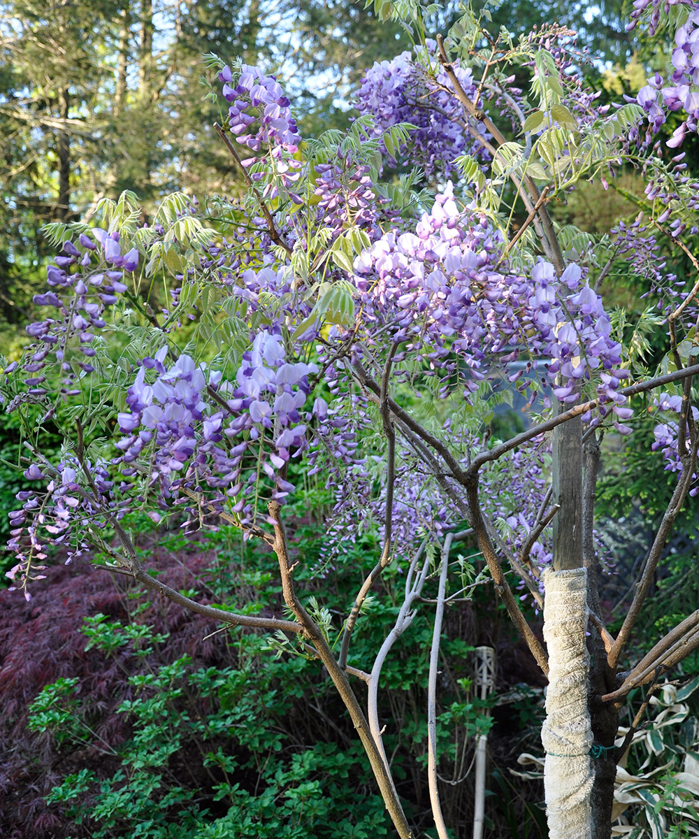 How to Train Wisteria - FineGardening