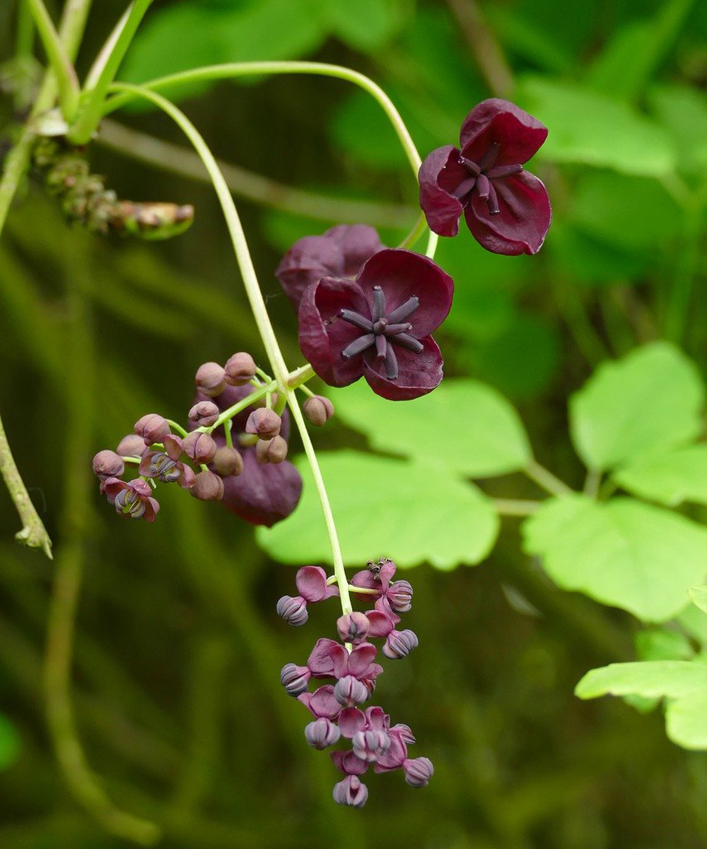 Hardy, Fragrant Vines for the Northern Plains - Fine Gardening