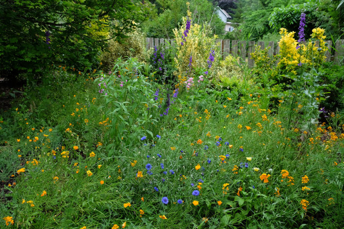 native wildflower meadow garden