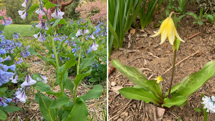 native perennials for spring