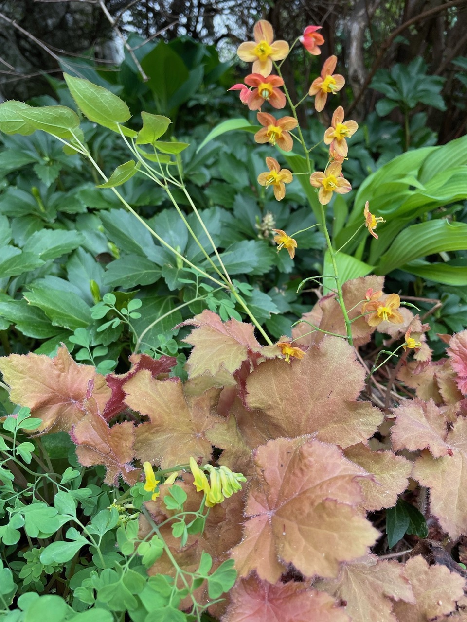 Epimedium × warleyense 'Reina naranja