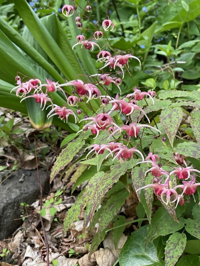 Epimedium Pink Champagne