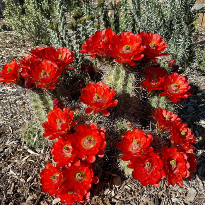 cactus with large bright red flowers