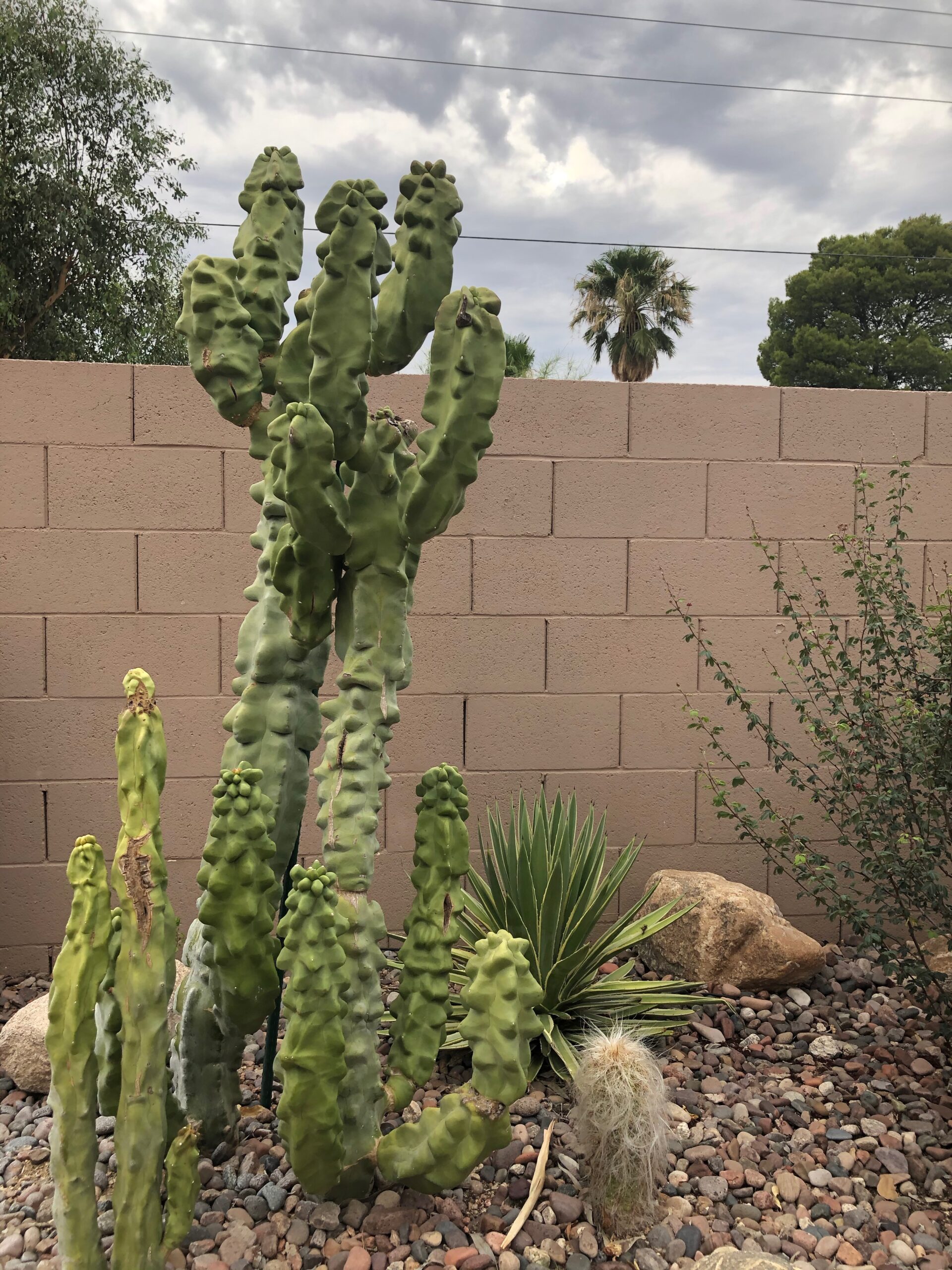  Totem cactus (Pachycereus schottii f. monstrosus,)