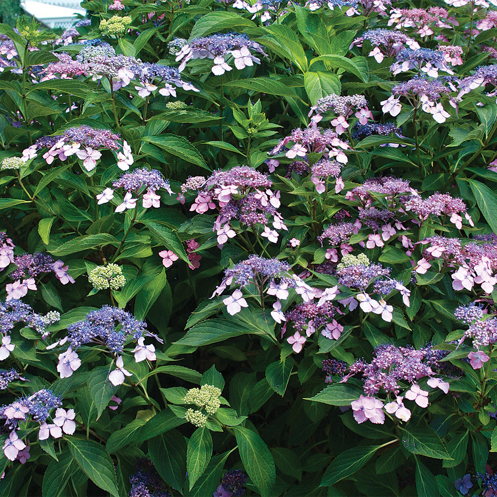 High Shine Tight Hydrangea