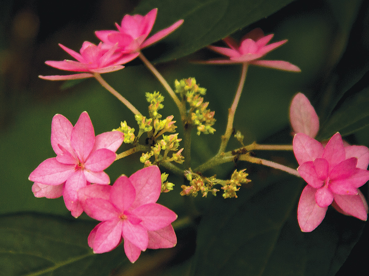 High Shine Tight Hydrangea –