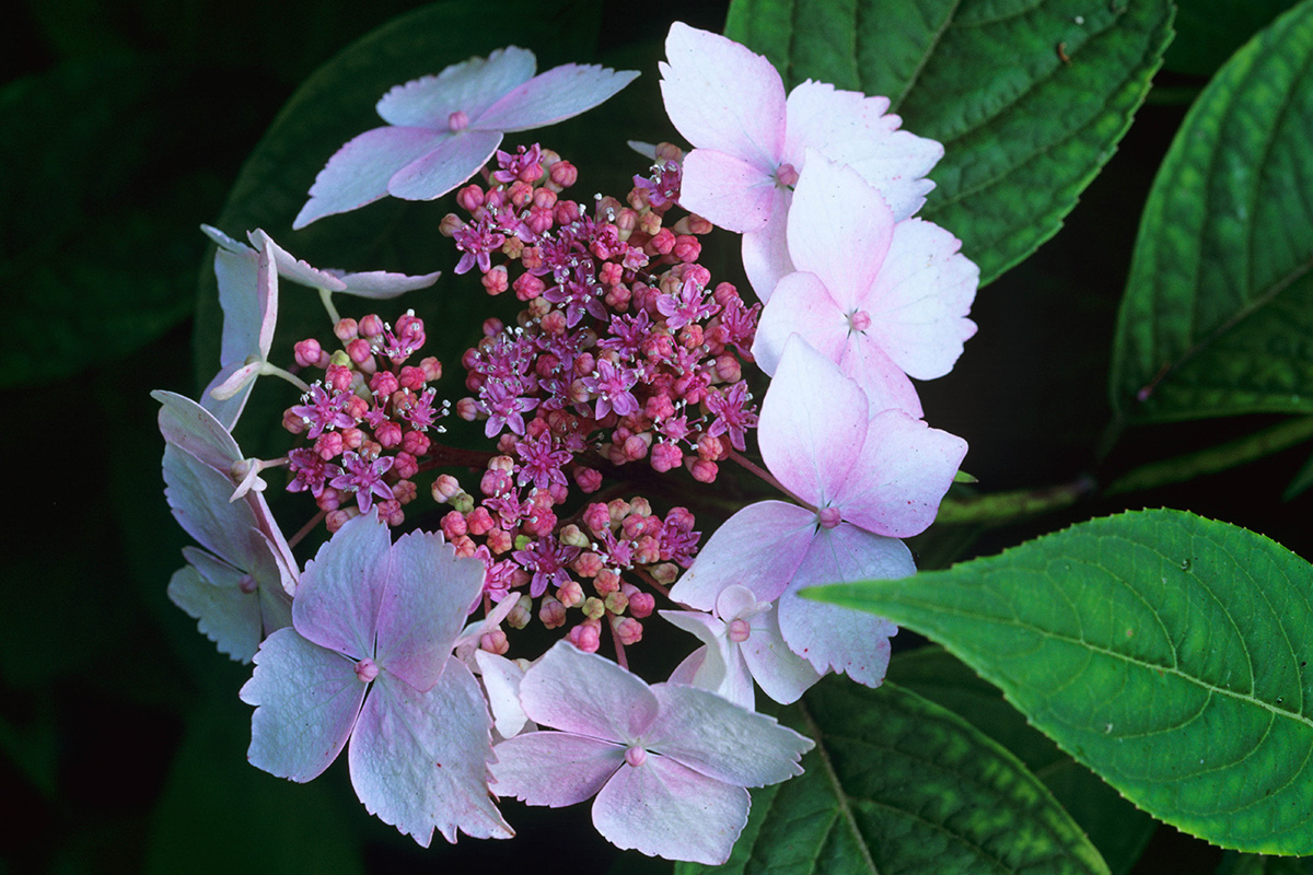 Hydrangea serrata 'Tiny Tuff Stuff' (Mountain Hydrangea) - Keeping It Green  Nursery