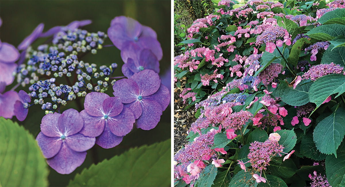 Hydrangea serrata 'Tiny Tuff Stuff' (Mountain Hydrangea) - Keeping It Green  Nursery