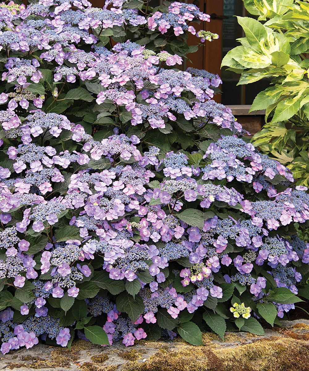 Image of Mountain hydrangea flowers