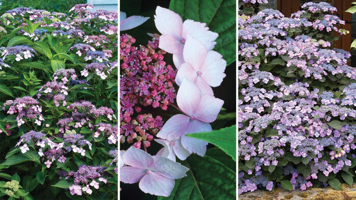 mountain hydrangeas