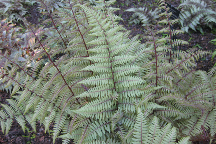 ghost lady fern