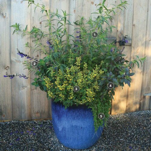 6 Beautiful Pollinator ContainerGarden Designs Fine Gardening