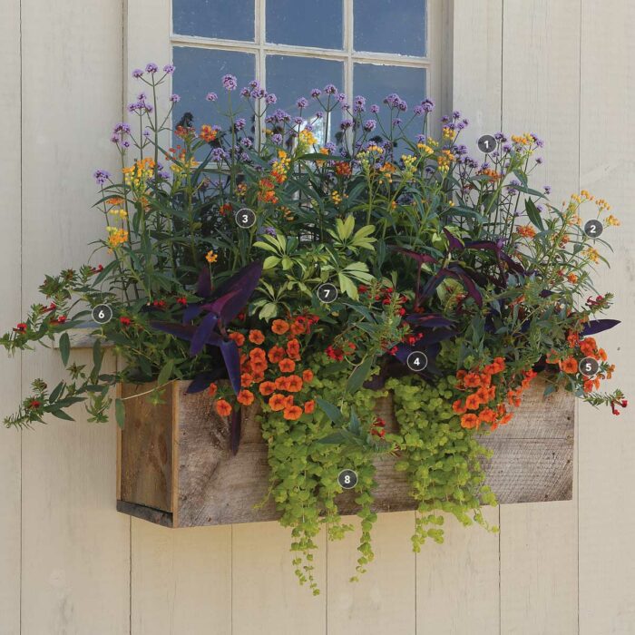 6 Beautiful Pollinator ContainerGarden Designs Fine Gardening