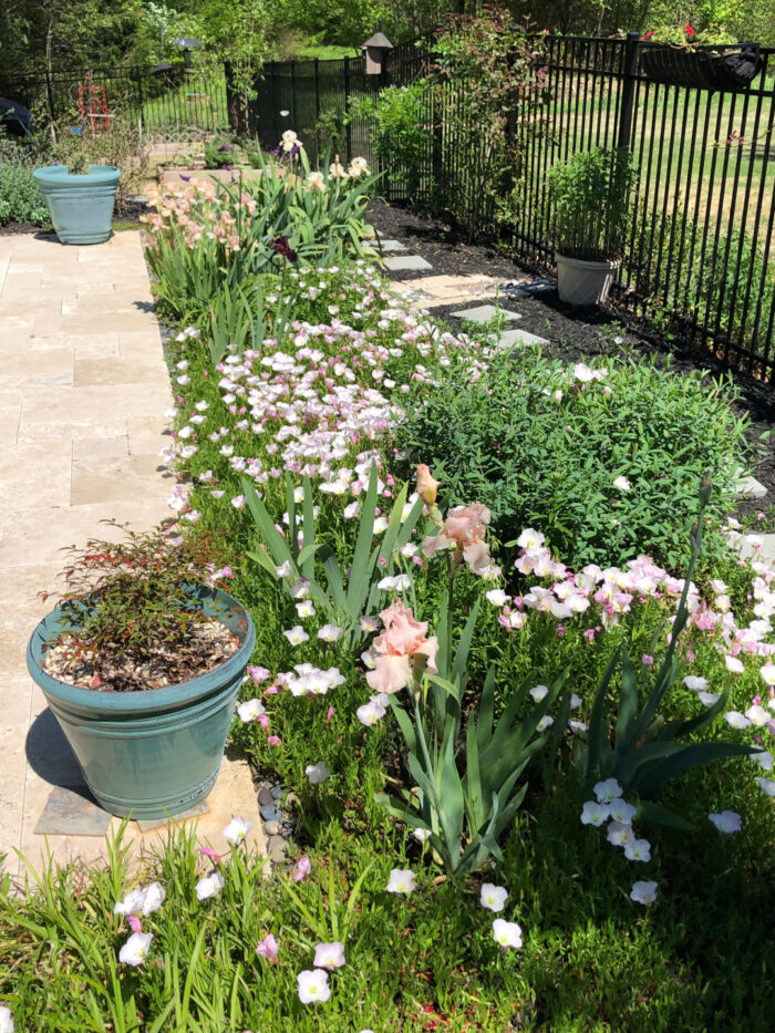 sunny garden bed full of pink flowers