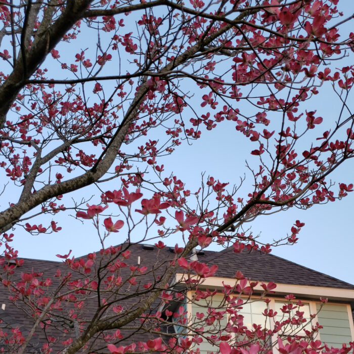 dogwood tree with pink flowers