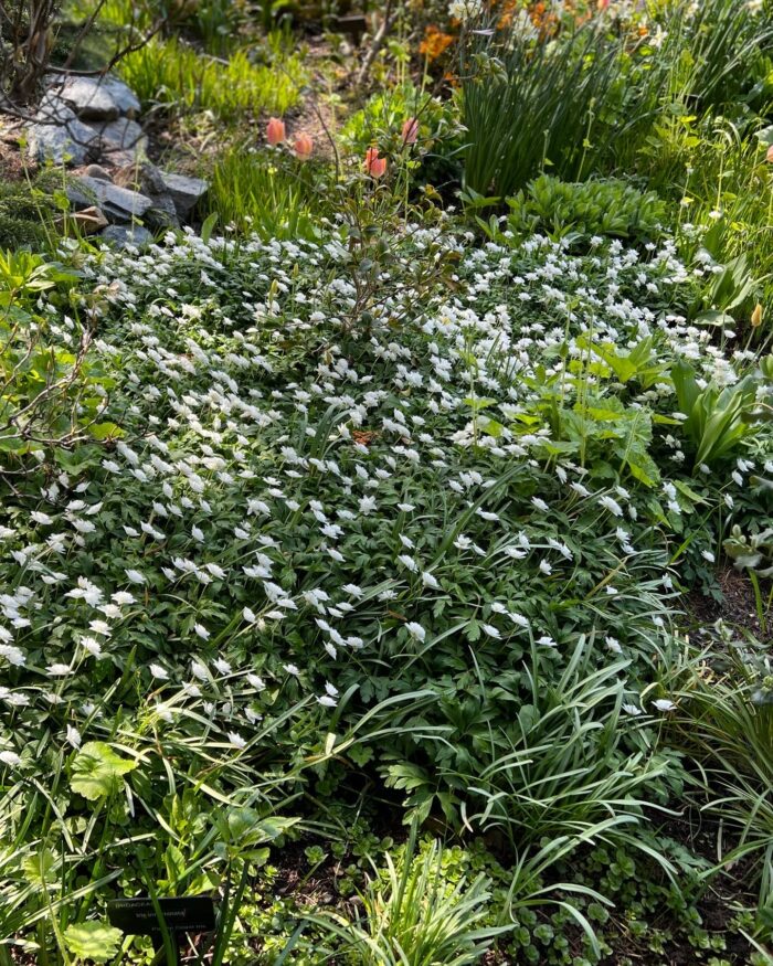 large patch of small white flowers