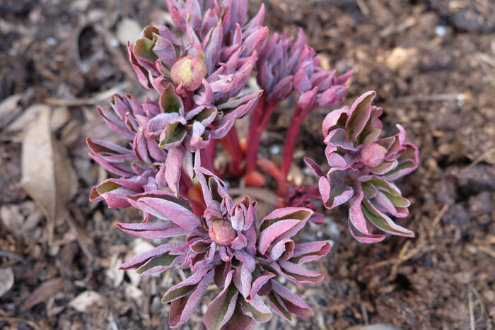 emerging peonies