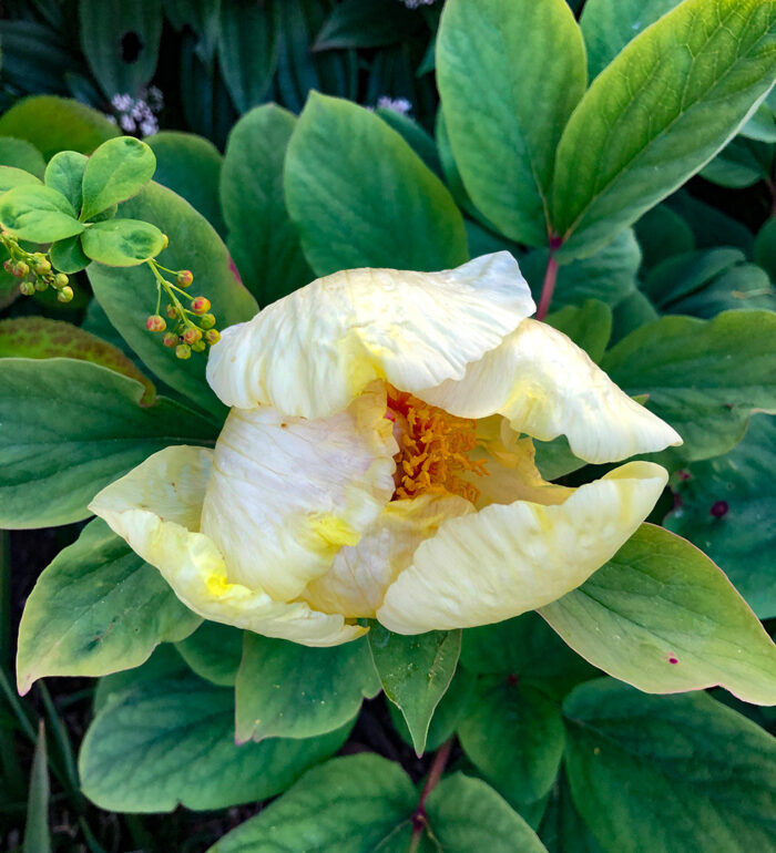 Luscious Peony Varieties for the Pacific Northwest Fine Gardening