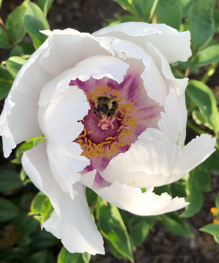 Luscious Peony Varieties for the Pacific Northwest Fine Gardening