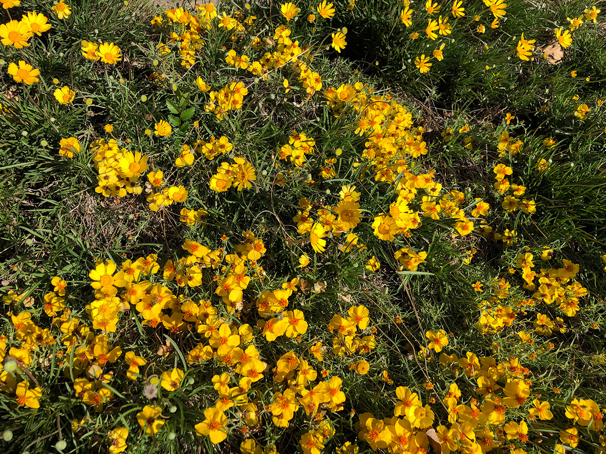 Caring For A Rock Garden Bed – How To Grow A Rock Garden