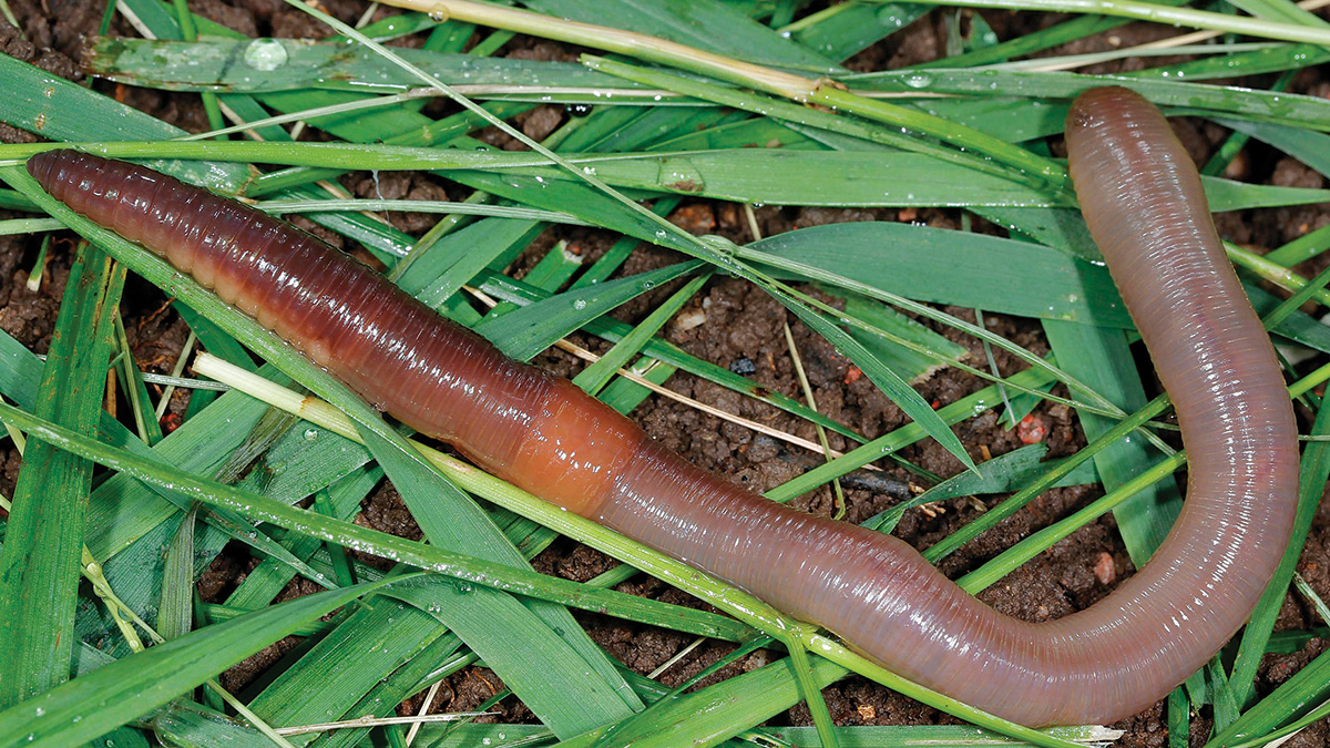 Earthworms – good or bad? 