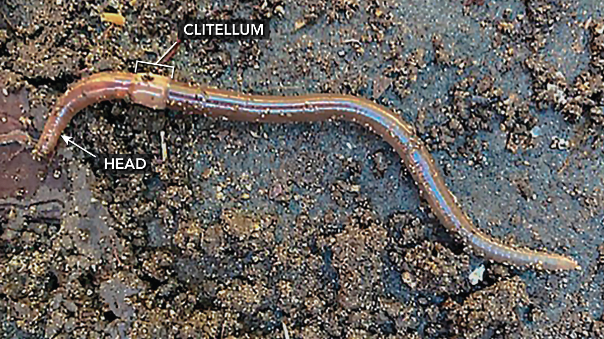 How to Identify and Remove Invasive Jumping Worms Fine Gardening