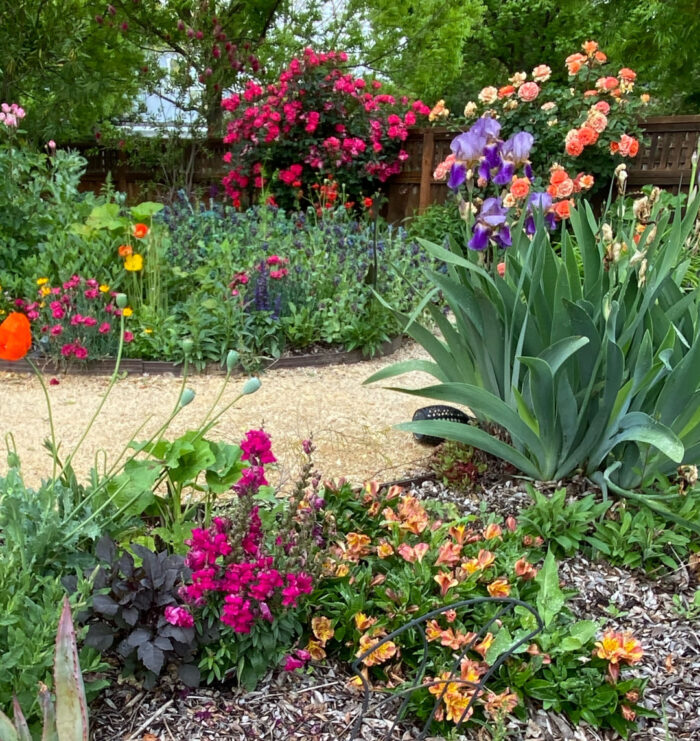 garden in full bloom with lots of different color