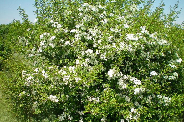 native viburnum