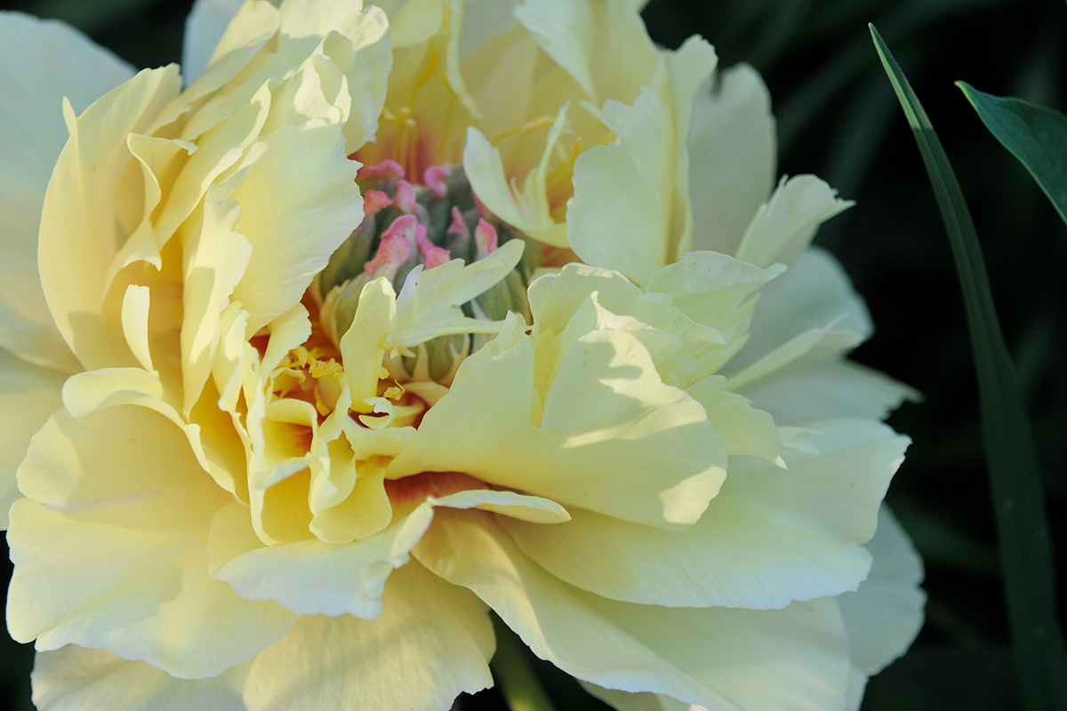 How to Grow Tree Peonies in the Northeast - FineGardening