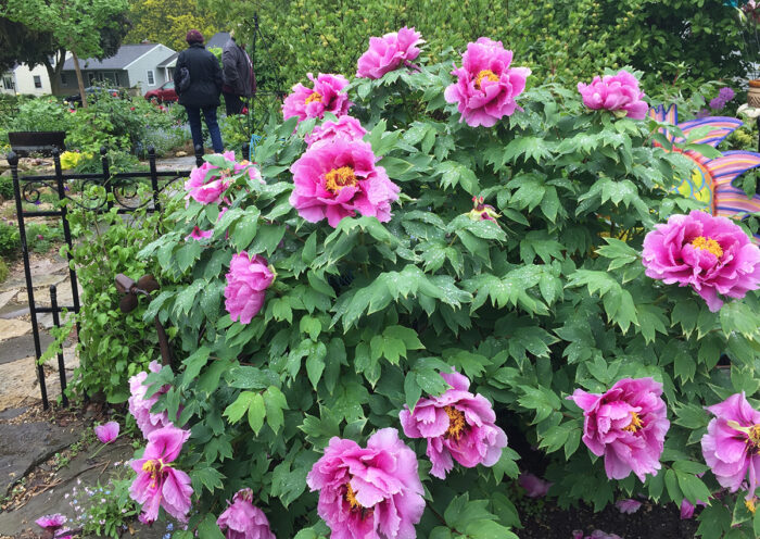 how to grow tree peonies