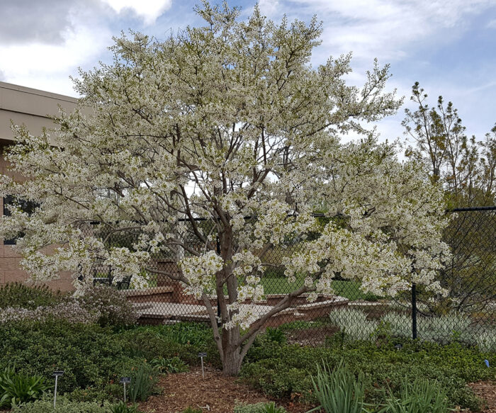 spring-flowering trees