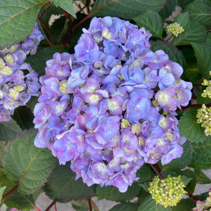 Stunning Hydrangeas for the Southern Garden - Fine Gardening