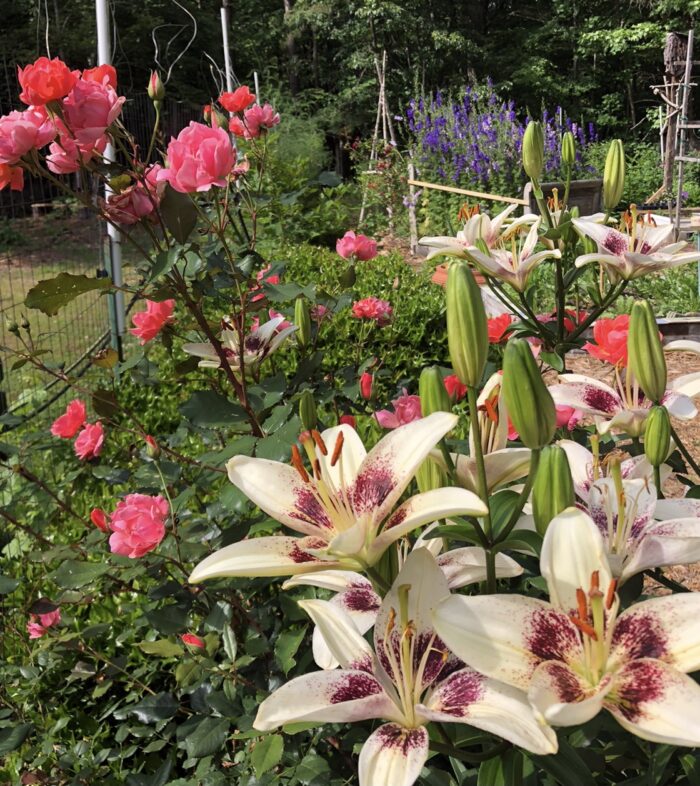 garden bed for full of pink flowers