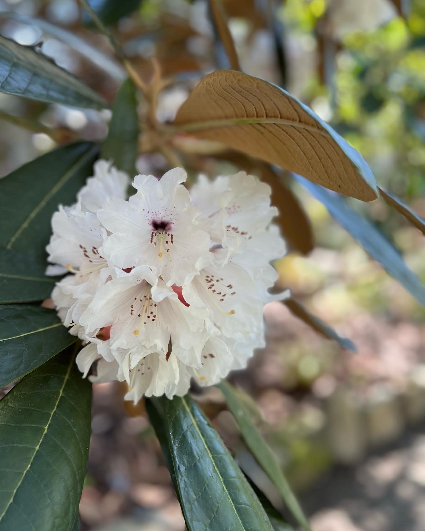 Takata Japanese Garden / Zen Garden - Horticulture Centre of the Pacific