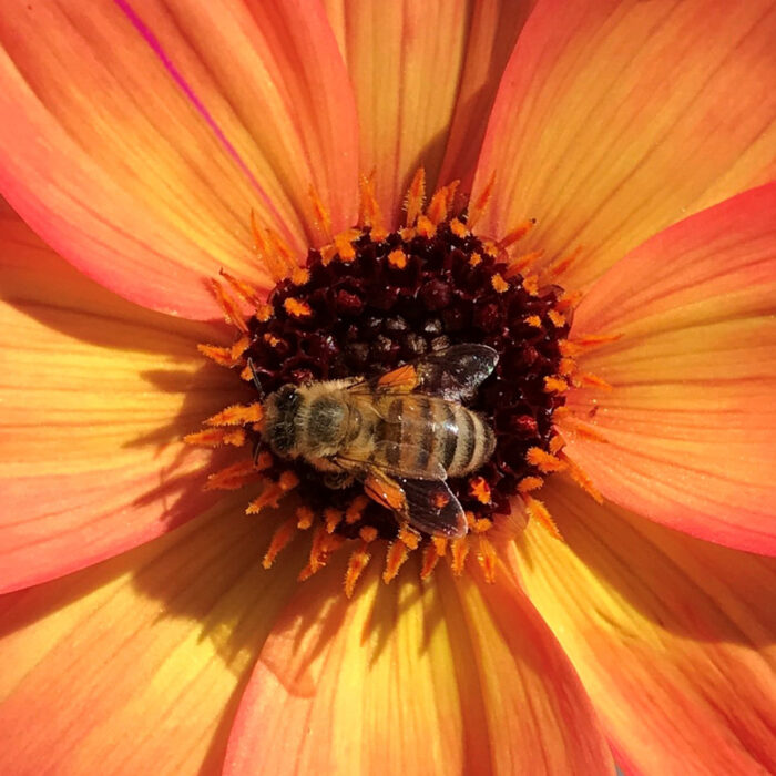 dahlias for pollinators