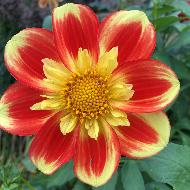 The Best Dahlias for Pollinators in Northern California Fine Gardening